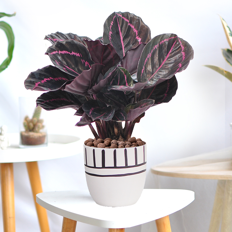 红美丽竹芋植物盆栽室内好养净化空气除甲醛水培绿植桌面观叶绿植
