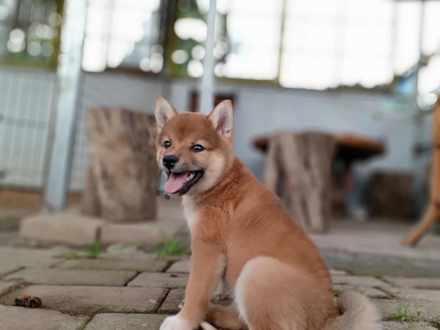 【苏州香山犬业基地】 宠物狗狗幼犬 纯种日本柴犬 包健康