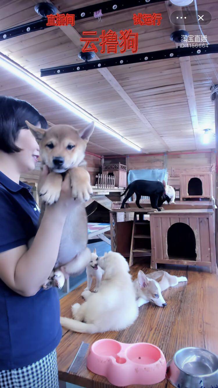 香山犬业 纯种日本赤色柴犬 公