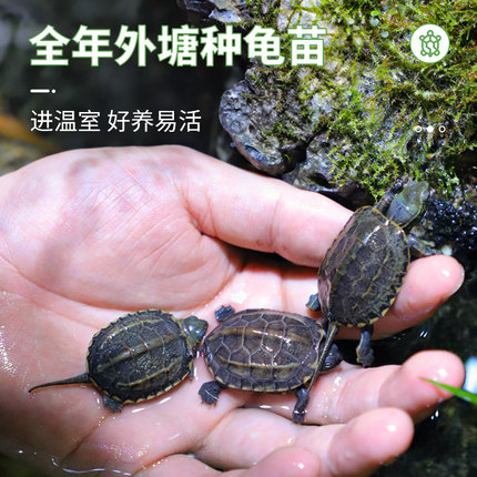 直销小乌龟活体鳄龟地图中华草龟活物巴西龟蛋墨龟火焰黄耳深水西