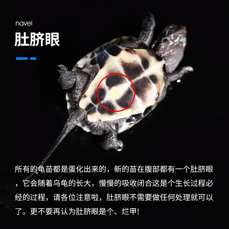 极速小乌龟活体鳄龟地图中华草龟活物巴西龟蛋墨龟火焰黄耳深水西