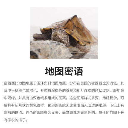极速观赏龟密西西比地图深水龟鱼缸混养小乌龟活物家养小宠迷你稀