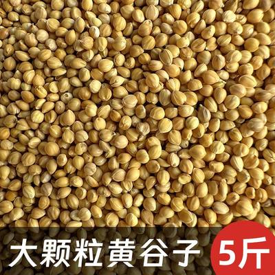大颗粒谷子鹦鹉粮黄谷子鸟粮鸟食有壳谷子文鸟虎皮玄凤牡丹 5斤