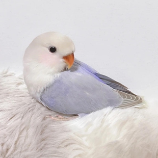 紫熏牡丹鹦鹉活鸟半毛雏幼鸟公母一对纯手养适合小孩子学生养的鸟