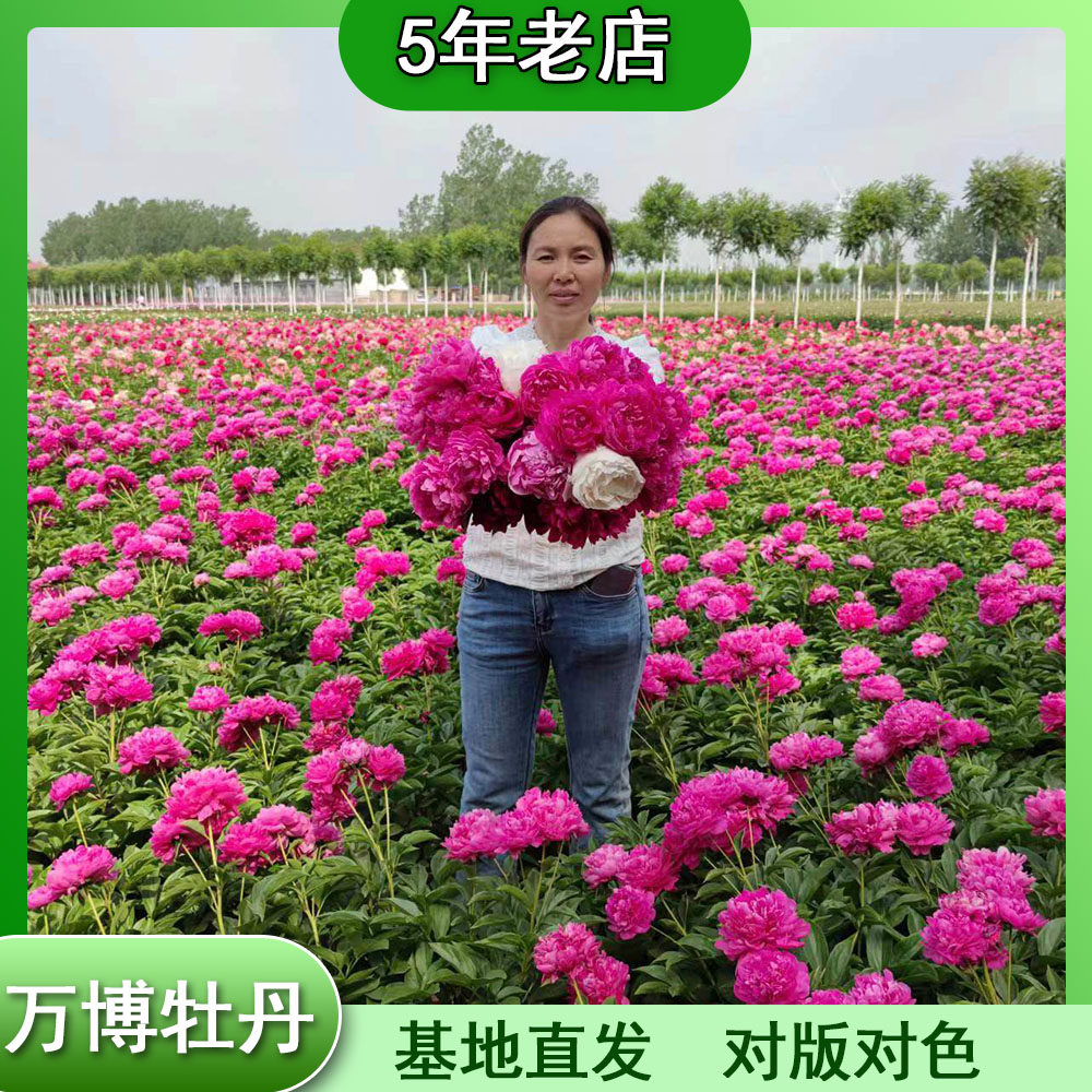 万博牡丹进口芍药花苗重瓣观赏种苗庭院阳台花卉绿植高端芍药品种