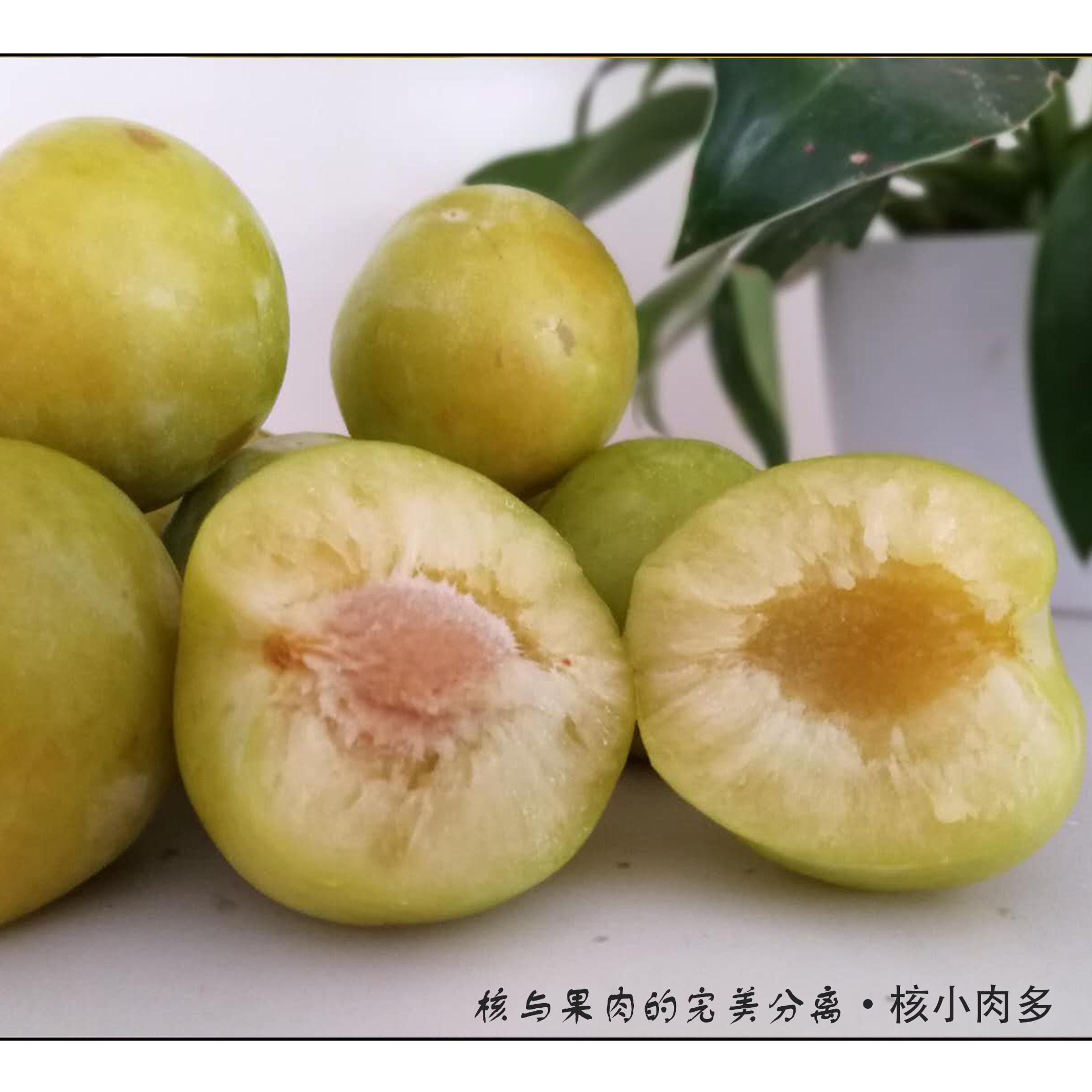 林州李子5斤脱骨大旱地黄李子酸甜脆新鲜孕妇水果园现摘现发包邮