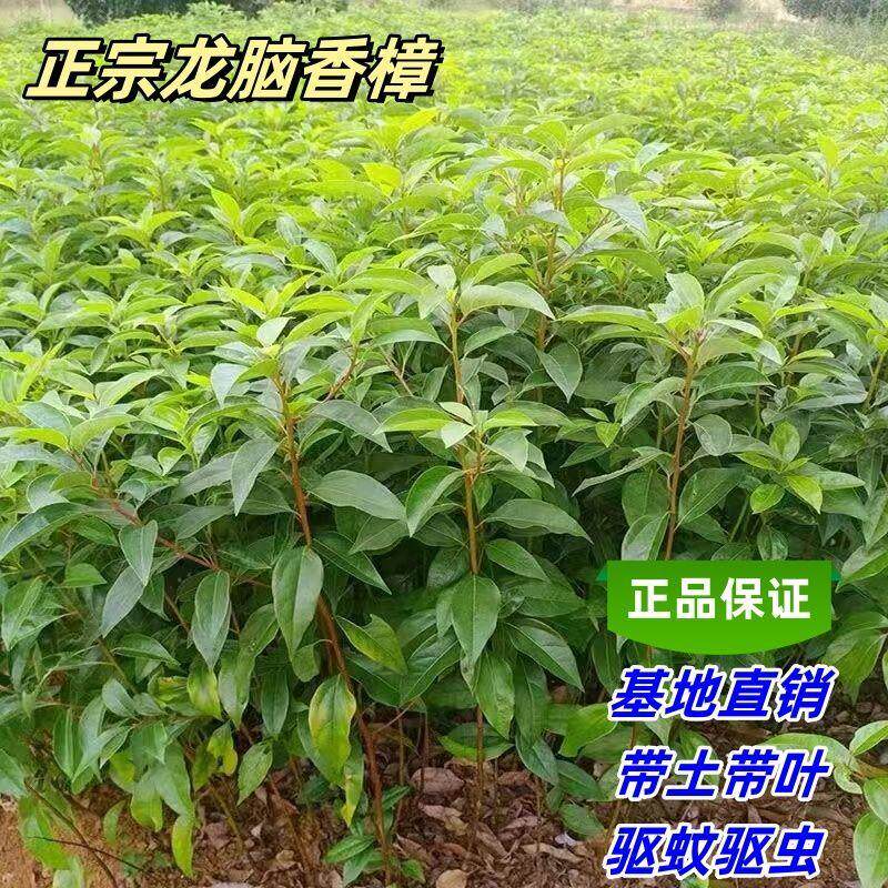 正宗龙脑樟树大叶香樟树驱蚊驱虫香樟木树苗庭院绿化园林四季