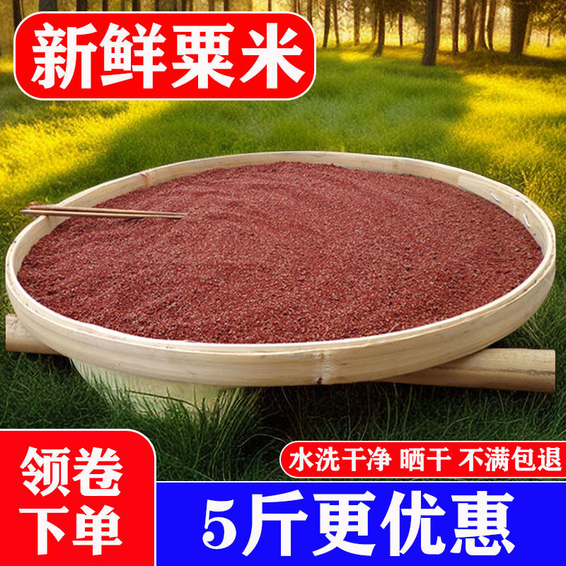 广西特产正宗鸭脚粟龙爪粟拳头粟米粒婴儿枕头红脾米掺子五谷杂粮