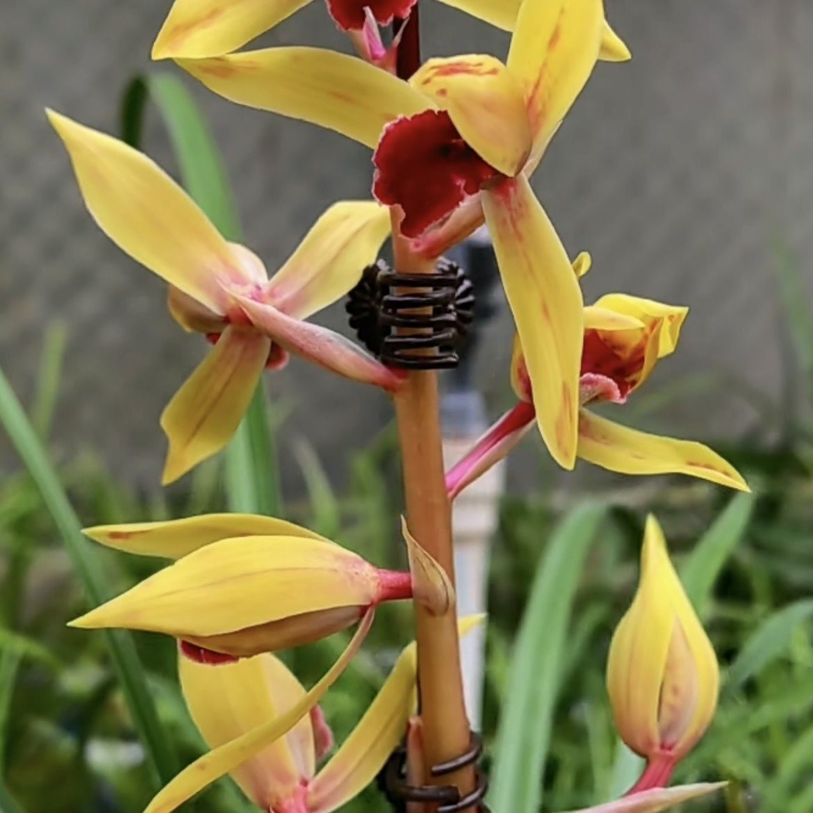 带花苞浓香蕙兰【炎陵】兰花绿植浓香型四季好养室内盆栽开花花卉