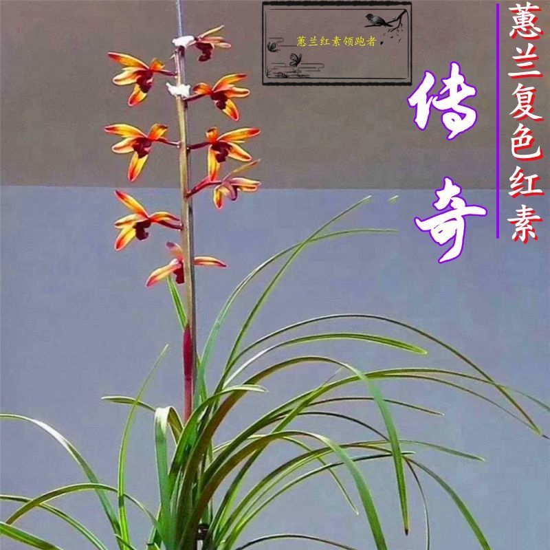 带花苞兰花浓香【传奇】蕙兰复色红素红花室内外盆栽绿植花卉阳台