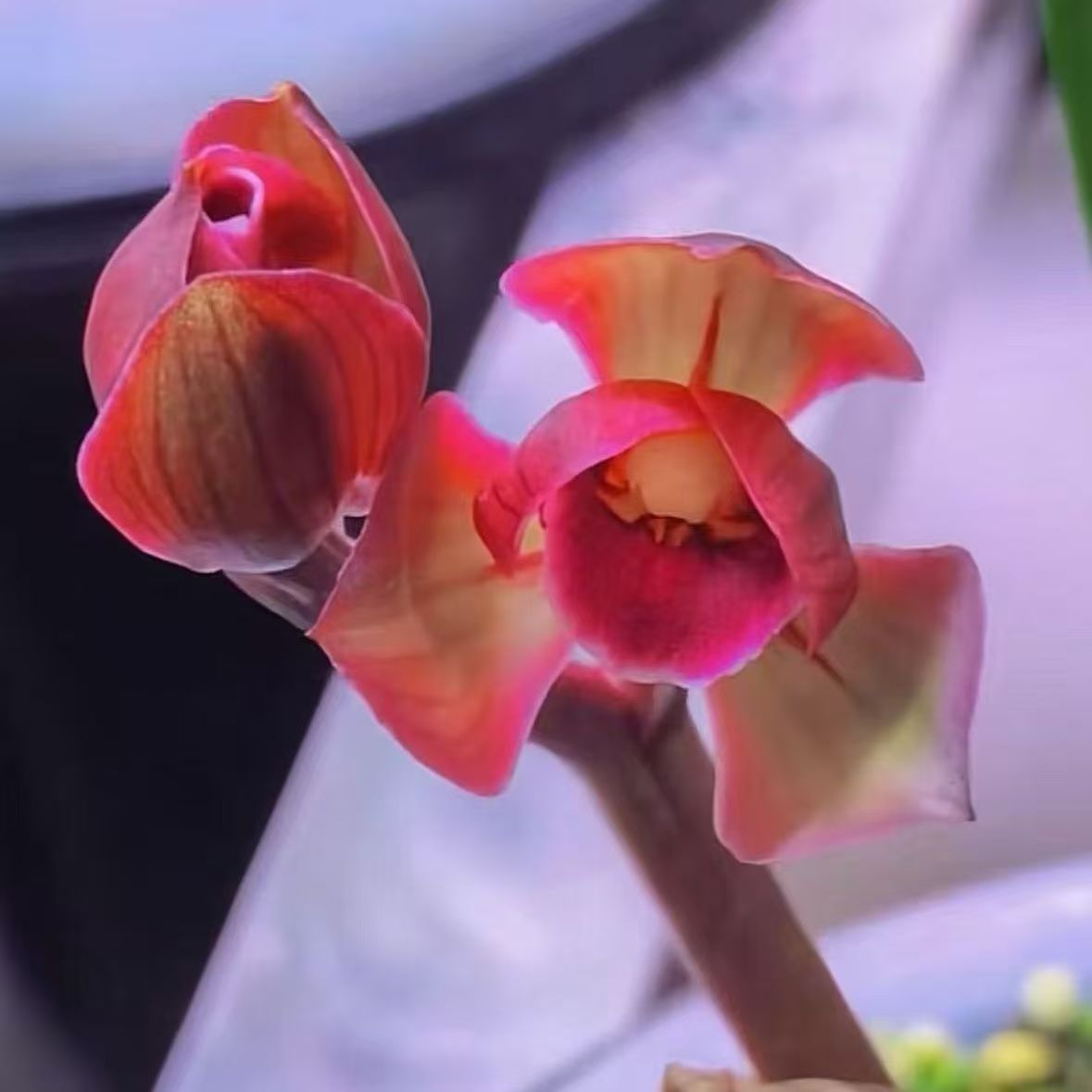 中华红荷浓香型室内外园林花卉