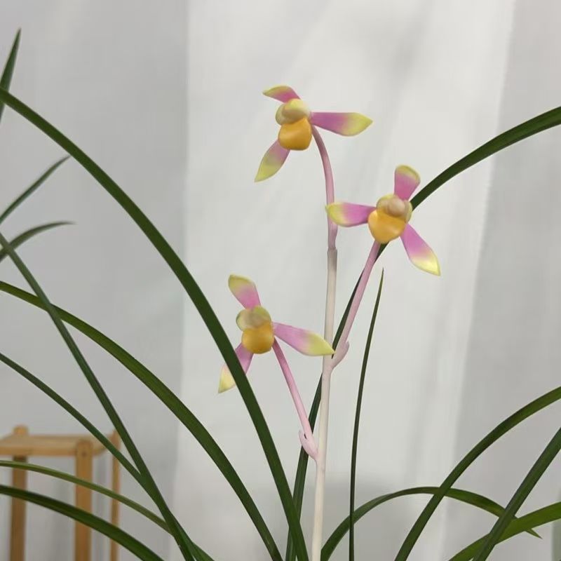 云南引种苗浓香型阳台室内外绿植