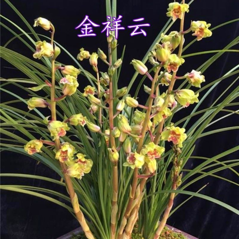 带花苞兰花浓香蕙兰【金祥云】