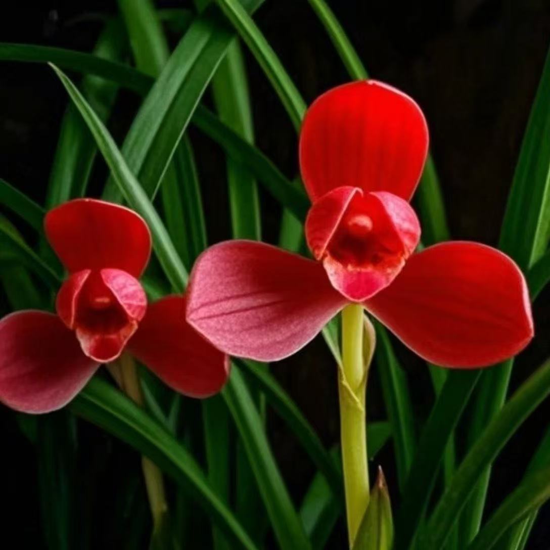 带花苞【天红】开花浓香型花卉