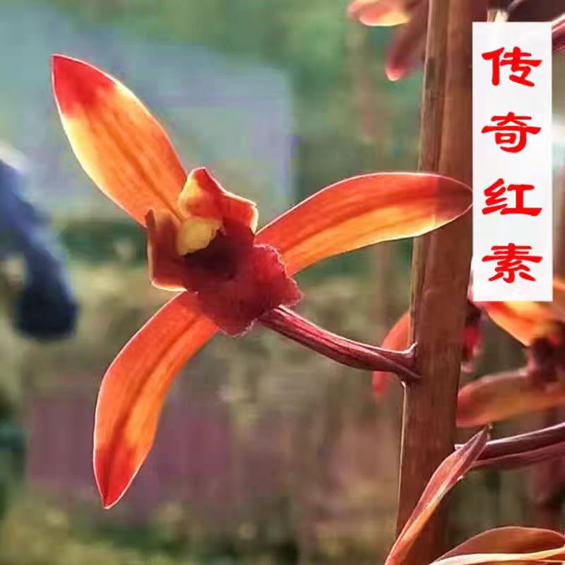 带花苞兰花苗正品老种蕙兰【传奇红素】浓香庭院阳台盆栽花卉绿植