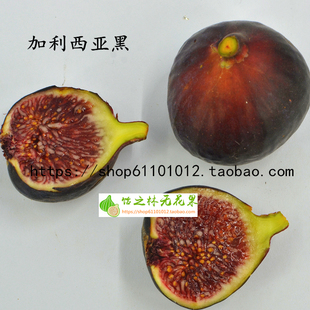 饴之林 加利西亚黑Galicia Negra无花果树苗丰产盆栽地栽营养钵苗
