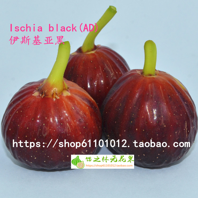 饴之林 伊斯基亞黑無花果樹苗  南方北方盆栽 地栽 豐産當年結果在類目 鮮花速遞/花卉仿真/綠植園藝, 花園植物/行道樹/果樹, 果樹中 - 來自Buy2taobao.com提供專業的淘寶代購服務