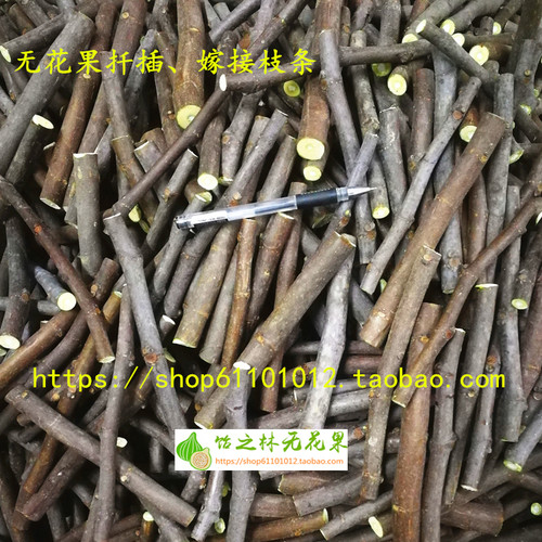 黑马无花果无花果日马达扦插枝条