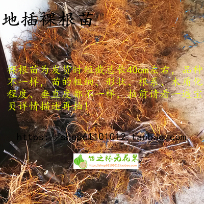 格莱斯黑马多品种无花果树苗