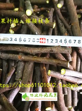 饴之林无花果枝条 比尔 普雷托  格莱斯 红山口扦插和嫁接用枝条