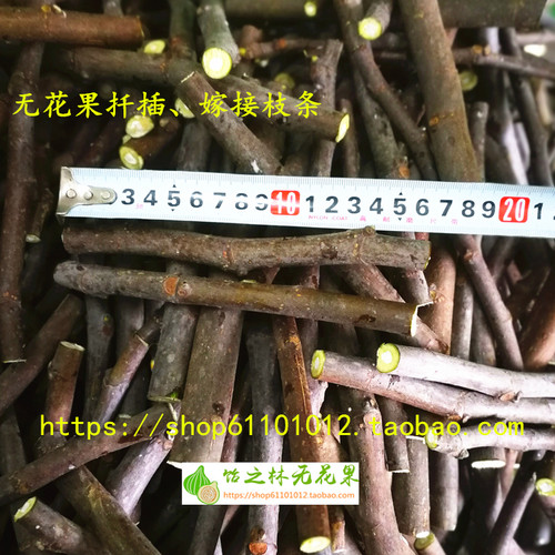 扦插无花果无花果嫁接枝条扦插