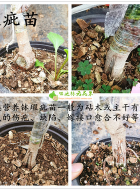 饴之林无花果树苗嫁接瑕疵弱苗等
