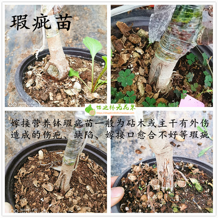 饴之林 无花果树苗 嫁接瑕疵营养钵小苗 弱苗 缺陷苗 歪苗等