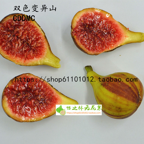 双色变异山cddmc红山无花果树苗