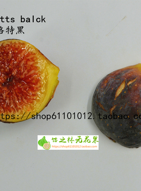 饴之林 斯格特黑Scotts balck无花果树苗 丰产盆栽地栽 营养钵苗