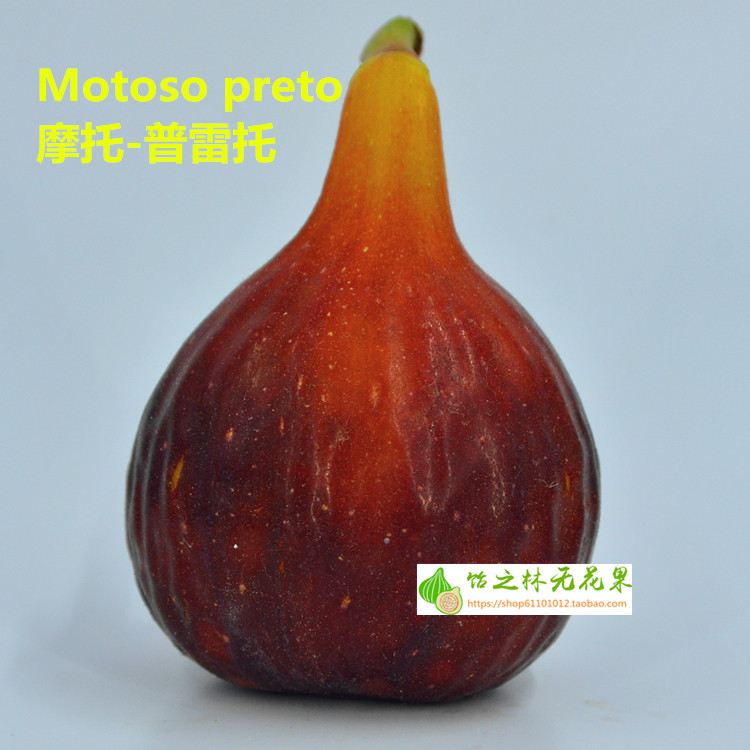 饴之林 motoso preto摩托普雷托无花果树苗 丰产盆栽地栽营养钵苗|ruв категории доставка цветов/цветок моделирования/растения садоводства, садовое растение/даосское дерево/фруктовых деревьев, фруктовых деревьев - от Buy2taobao.com для оказания профессиональной услуги покупки агента Taobao