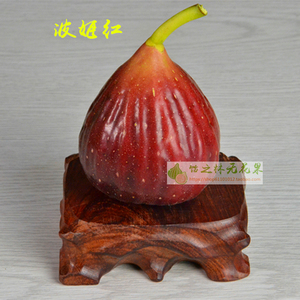 波姬无花果树苗枝条大波大玛南方北方种植盆栽地栽丰产当年结果