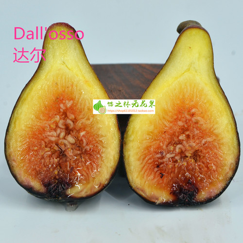 饴之林 Dall osso 达尔无花果树苗 丰产黑色果 盆栽营养钵小苗 - 封面