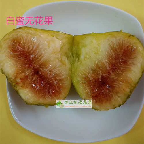 白蜜无花果树苗 枝条 长江七号 盆栽地栽种植树苗 当年结果丰产