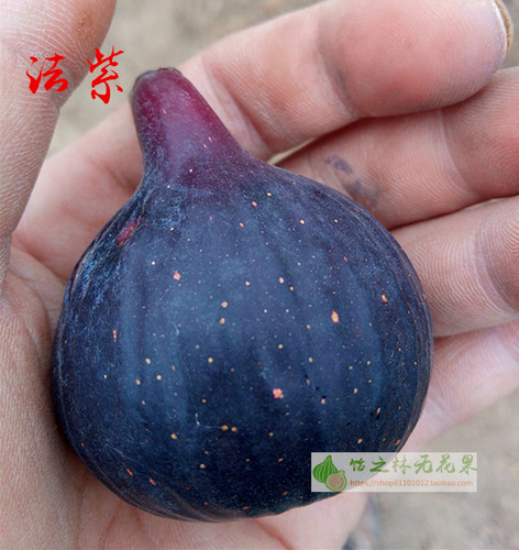 饴之林法紫日无花果苗索列斯紫果