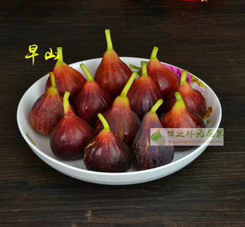 饴之林无花果早山树苗无花果树苗