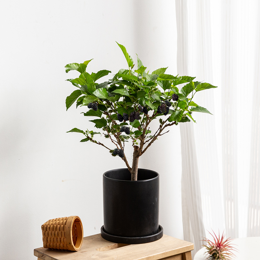 桑葚树盆栽室内阳台庭院当年结果可食用绿植四季水果植物花卉好养