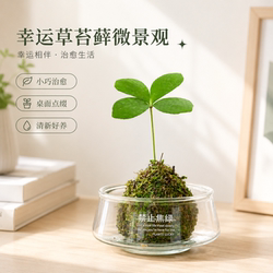 墨西哥铁树盆栽幸运草苔藓球办公室内桌面工位好养水培绿植物摆件