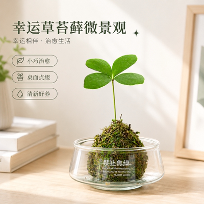 墨西哥铁树盆栽幸运草苔藓球办公室内桌面工位好养水培绿植物摆件