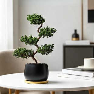 五层塔松盆栽室内客厅迎客松植物盆景办公室桌面绿植乔迁开业礼物