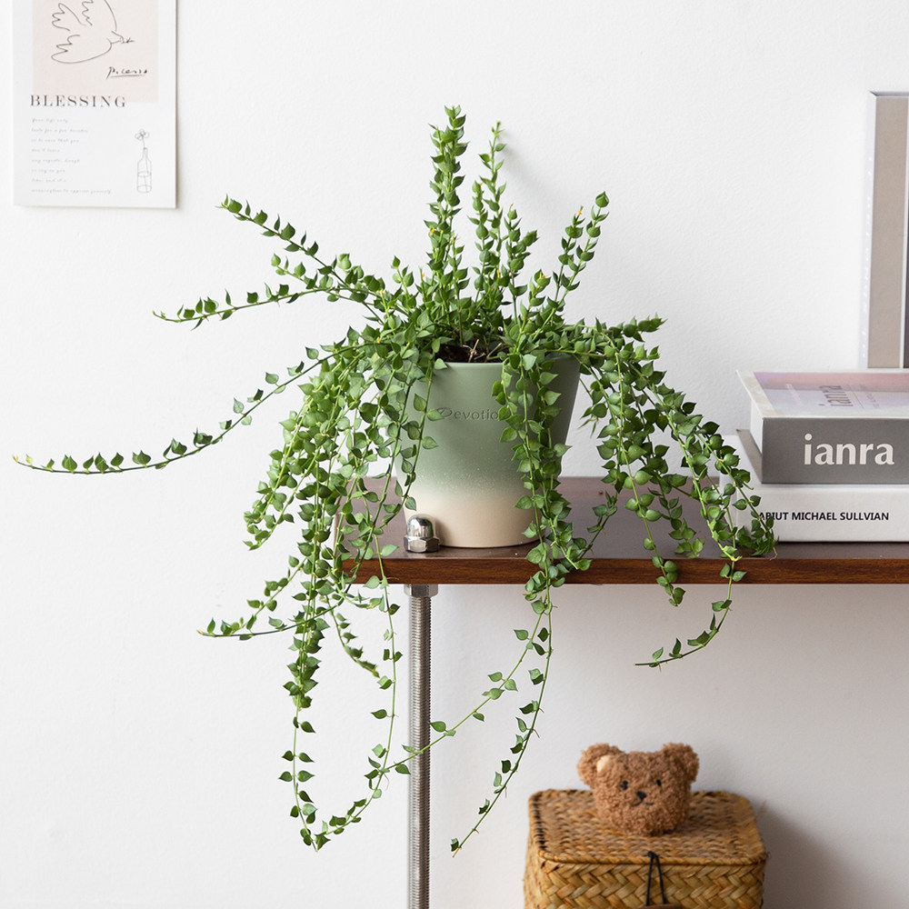 百万心吊兰多肉垂吊植物室内桌面长藤盆栽串钱藤心形绿植净化空气,鲜花速递/花卉仿真/绿植园艺,绿植,淘宝优惠券,粉丝福利购,淘宝优惠卷