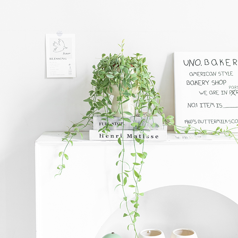 吊兰金边翡翠恋人室内绿植盆栽网红植物办公室桌面净化空气盆景花