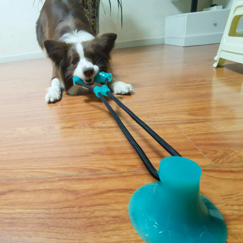 狗狗玩具大型犬泰迪磨牙耐咬互动吸盘拔河球咬绳幼犬宠物自己玩 - 封面