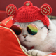 猫咪狗狗新年帽子过年小猫头套英短头饰宠物卡通圣诞围巾围脖饰品