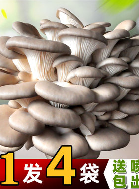 蘑菇种植包菌种菌包家种菌菇香菇食用黑平菇新鲜蘑菇菌棒盆栽趣味