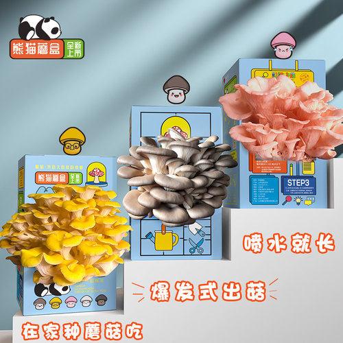 喷水就长家庭种蘑菇好吃好养