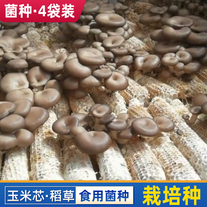 玉米芯稻草棒子种植蘑菇菌种栽培家庭养殖食用平菇接种三级秸秆