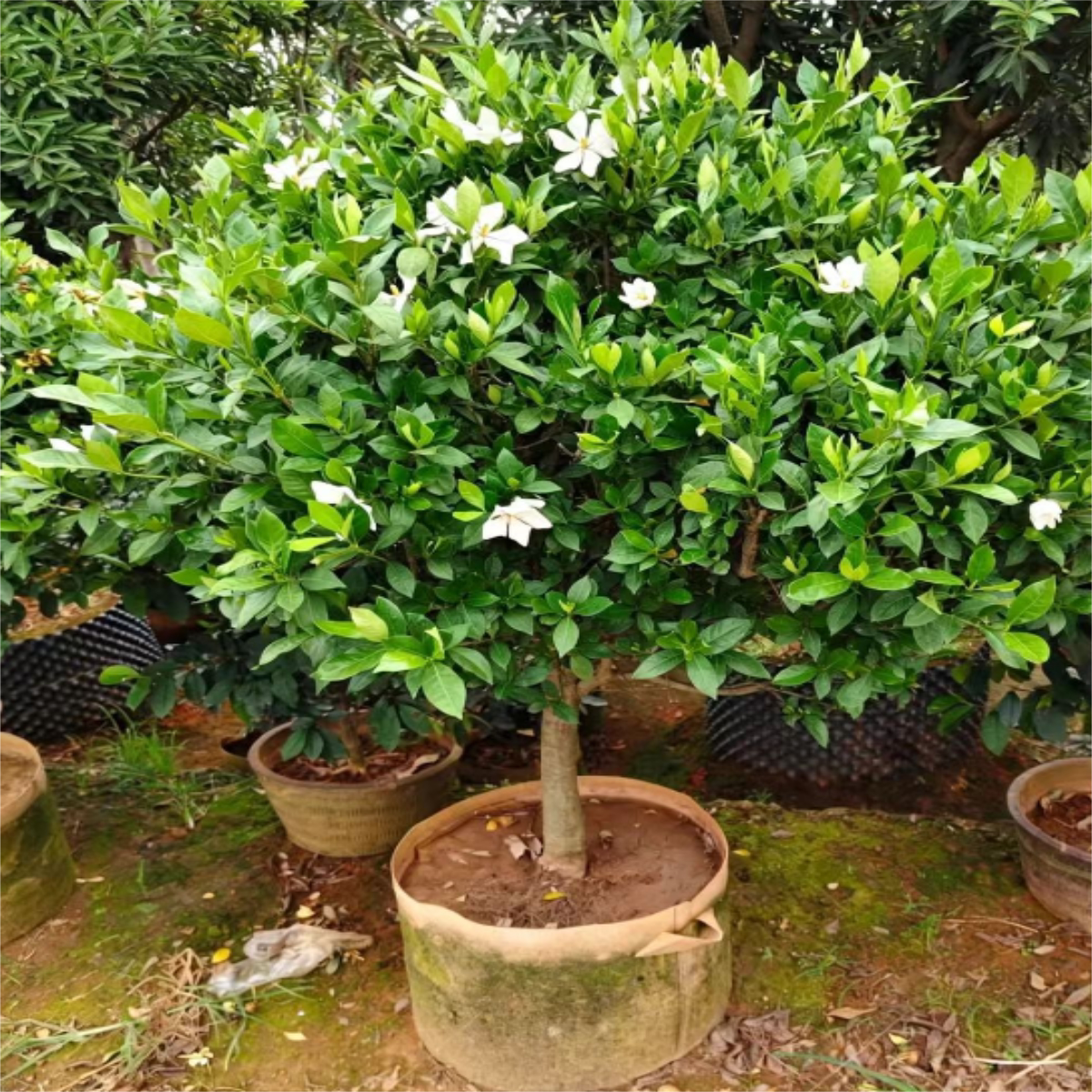 大叶栀子花苗浓香好养盆栽地栽