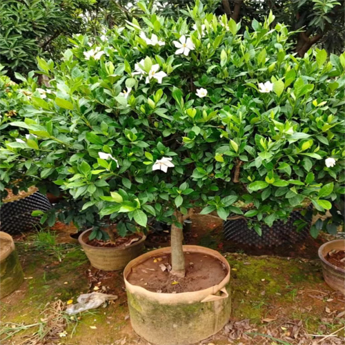 大叶栀子花苗浓香好养盆栽地栽