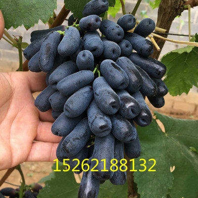 葡萄苗盆地栽南北方种植嫁接果树蓝宝石无核甜蜜葡萄树苗当年结