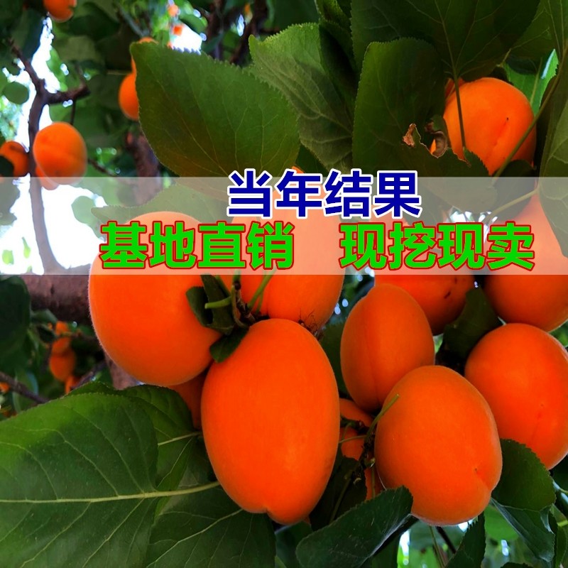 庭院种植南方地栽杏子嫁接